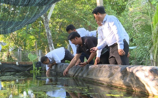 Hình ảnh cho bài viết Nuôi ốc bươu đen ít vốn, thu nhập cao giúp phát triển kinh tế tại xã miền núi huyện Đồng Xuân